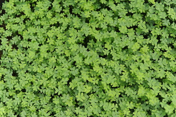 Obraz premium Green lush colver leaves on a meadow in spring