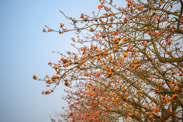 The flowers of the kapok tree are orange and it blooms in the spring. The famous Linchupi Kapok Road. Tainan City, Taiwan.