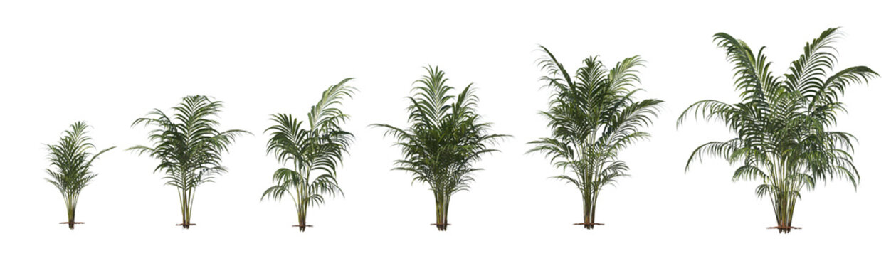 Areca, pinang, Arecaceae, light for daylight, easy to use, 3d render, isolated