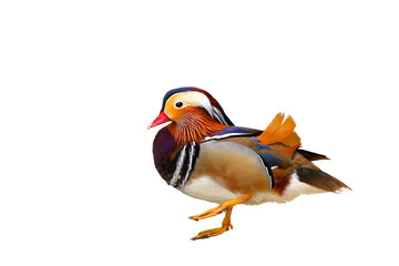 Colorful mandarin duck isolated on transparent background png file.