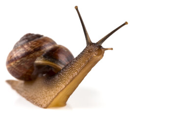 Garden snail ,isolated on white