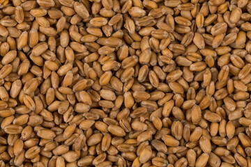 whole background of wheat grain