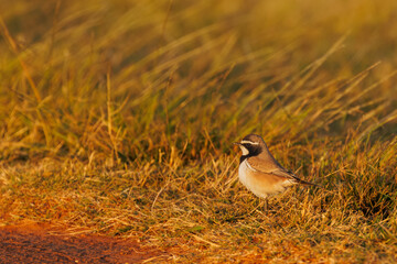 The capped wheatear (Oenanthe pileata) attentive in grass