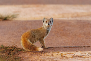 Yellow mongoose on road look at you