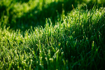 Fototapeta premium Morning dew on the grass. Shallow depth of field. Green grass with dew drops close up. Natural background with selective focus.