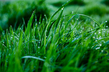 Morning dew on the grass. Shallow depth of field. Green grass with dew drops close up. Natural background with selective focus.