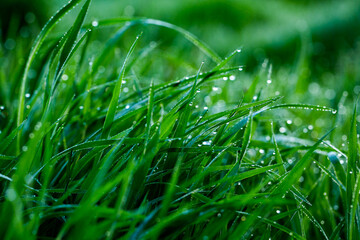 Morning dew on the grass. Shallow depth of field. Green grass with dew drops close up. Natural background with selective focus.
