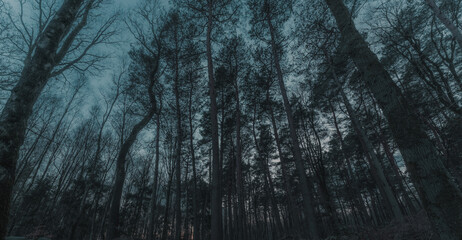 Baumkronen im Wald in Dunkelheit