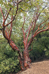 Fototapeta premium large mahogany (Arbutus andrachne)