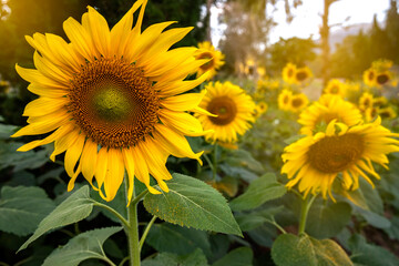  beautiful sunflowers in a field,
