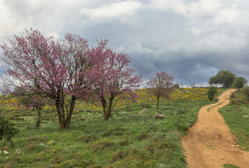 Beautiful landscape with fog and a road receding into the distance