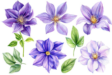 Fototapeta na wymiar Beautiful flowers set, purple climates on an isolated white background. Watercolor illustrations, floral elements