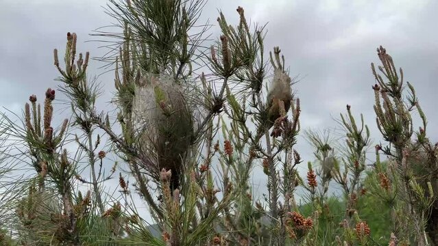 The nest made by invasive and harmful processionary insects in the branch of a pine tree