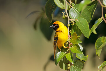 A male lesser masked weaver (Ploceus intermedius) on a branch, South Africa.