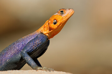 Portrait of a male Namib rock agama (Agama planiceps) in bright breeding colors, Namibia.