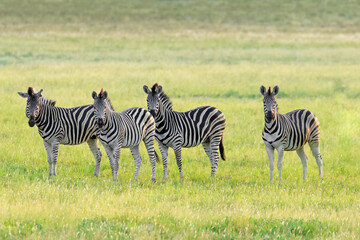 Fototapeta na wymiar Plains zebras (Equus burchelli) in grassland at sunset, South Africa.