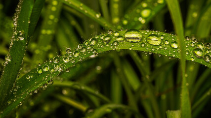 The bridge - Die Brücke