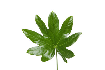 Leaf isolated on white background, summer and nature concept, PNG