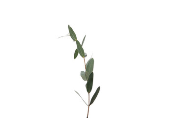 Twig isolated on white background, nature concept, PNG