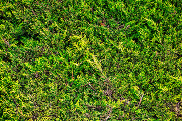 Obraz premium abstract background of green thuja branches