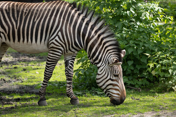 Fototapeta na wymiar Mountain Zebra Grazing