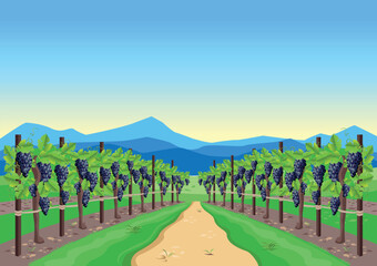 Vineyard with ripe grapes in the background of the valley, mountains and blue sky. Grape harvest and winemaking. Harvest celebration. Vector illustration. © liana2012