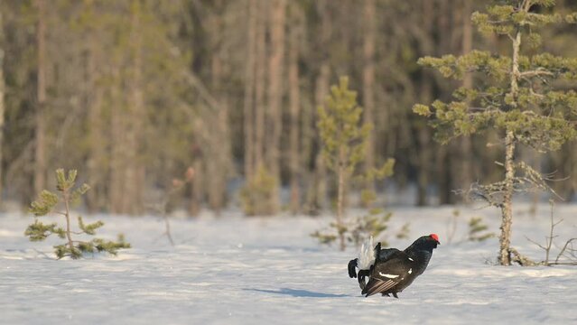 Male Black Grouse (Tetrao tetrix) calling with steam breath on the bog at sunrise in Finland
