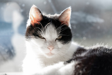 Domestic house cat just chilling in the house