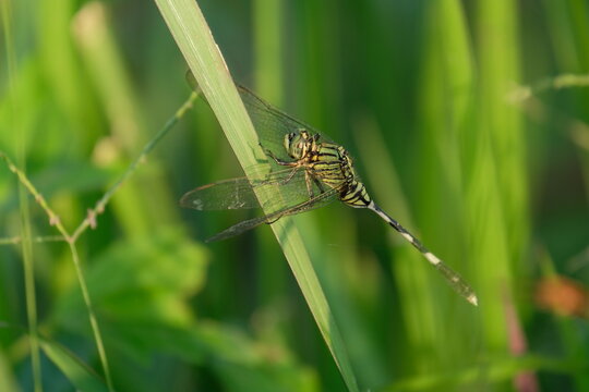 Close up detail of dragonfly.  dragonfly image is wild with blur background. Dragonfly isolated