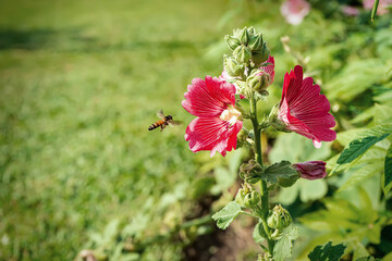Hollyhock flower is many colors and beautiful in the nature with bees flying for pollen.