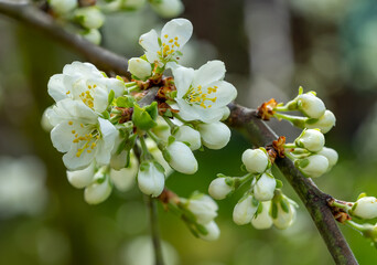 plum tree blossom in the spring 03