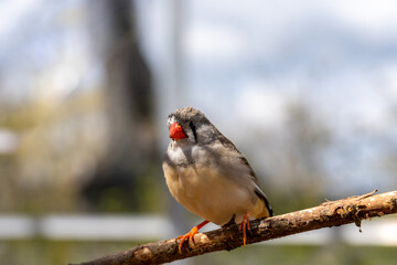 zebra finch Taeniopygia in the nature