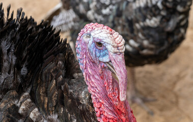 turkey bird portrait in the nature