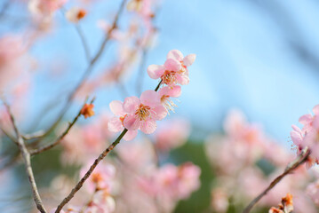 ピンク色の梅の花