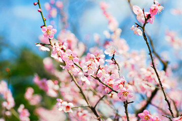 ピンク色の梅の花