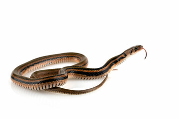 Brown Xenochrophis snake isolated on white background.