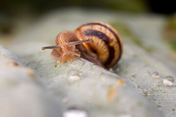 Snail on lettuce
