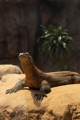 Komodo dragon raising head