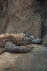 Obraz premium Komodo dragon laying on a rock