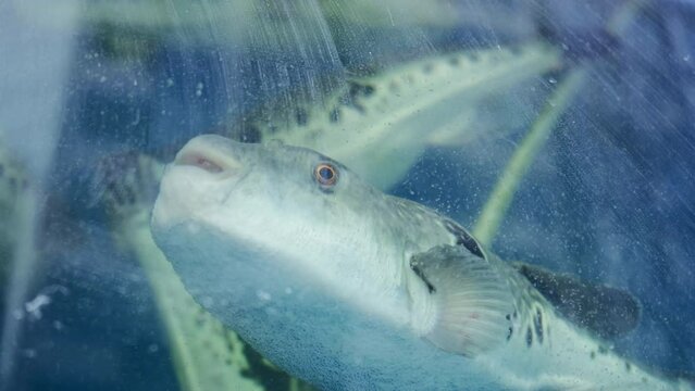 Pufferfish in a tank in Japan