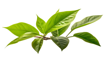 green leaf png. Generative Ai