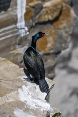 Big cormorant on a rock