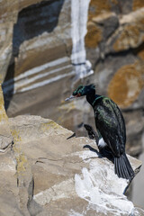 Big cormorant on a rock
