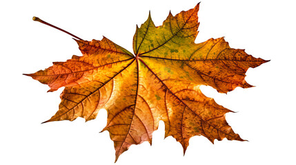 Obraz premium autumn leaves on transparent background png. Generative Ai