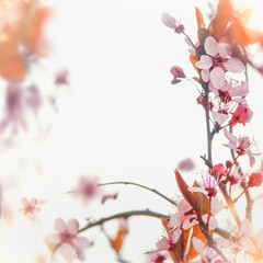 Pretty nature frame with pink cherry blossom at white background with bokeh