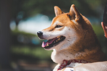 柴犬のクローズアップ