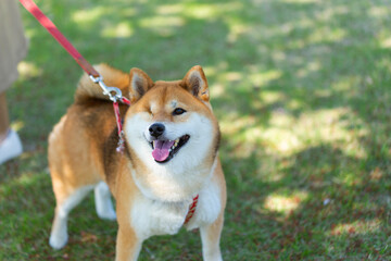 公園を散歩する右目のない柴犬