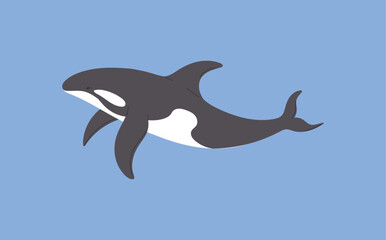 Black and white killer whale arctic animal flat style