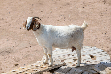 A Boer Goat in the field of Terry Bison Ranch, Wyoming