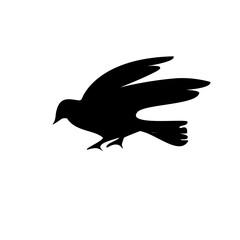 bird silhouette